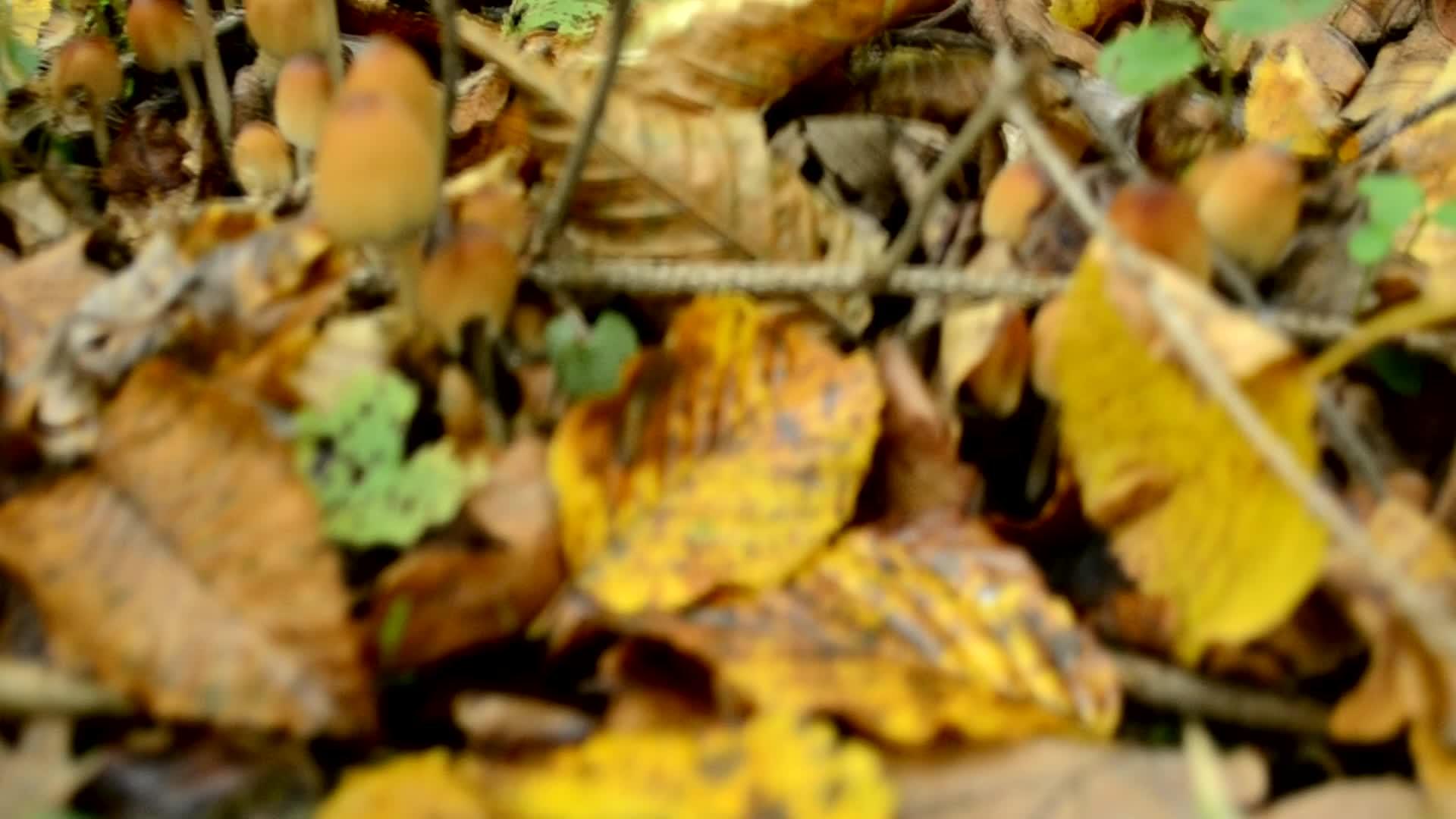 一群蘑菇森林在秋天时间流逝拍摄不可食用的蘑菇有选择的焦点视频的预览图