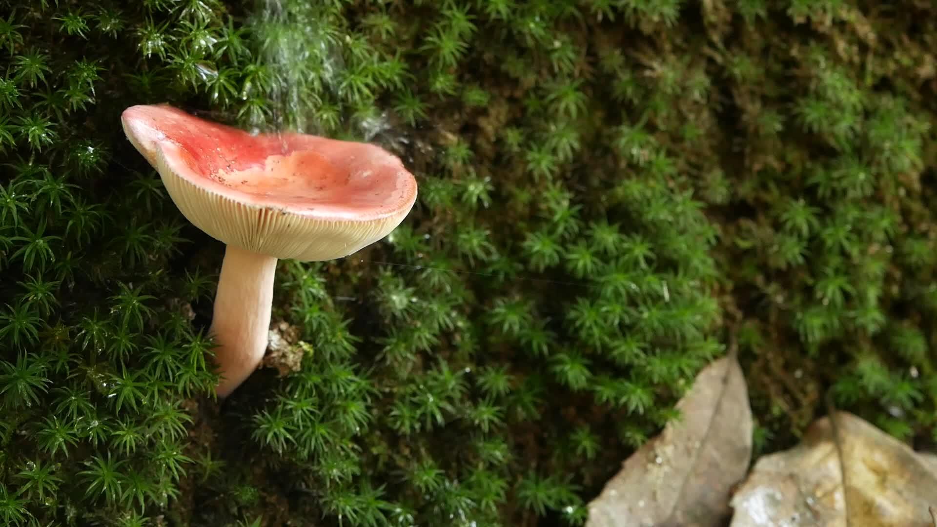 从飞溅的蘑菇野生蘑菇的特写镜头和落在杂草丛生的树干上视频的预览图
