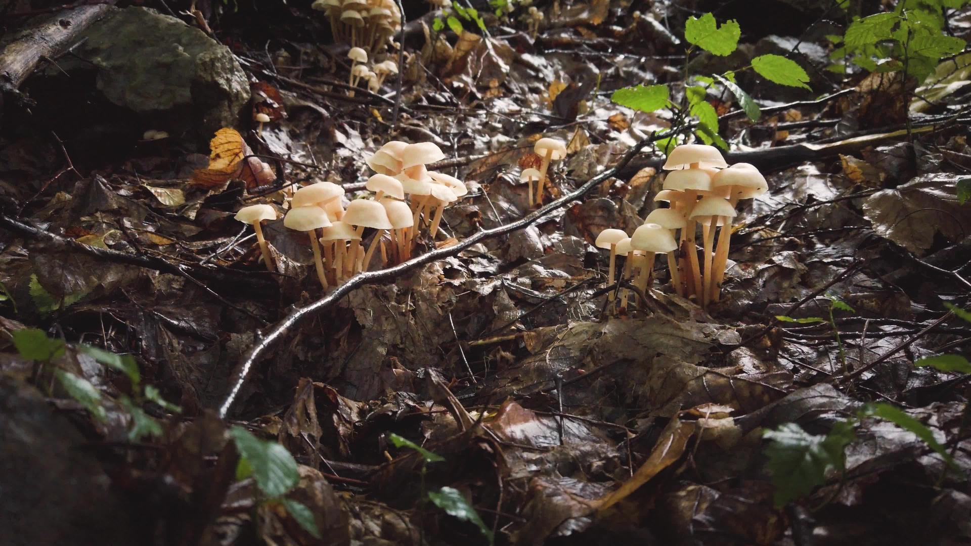 林中小蘑菇组视频的预览图