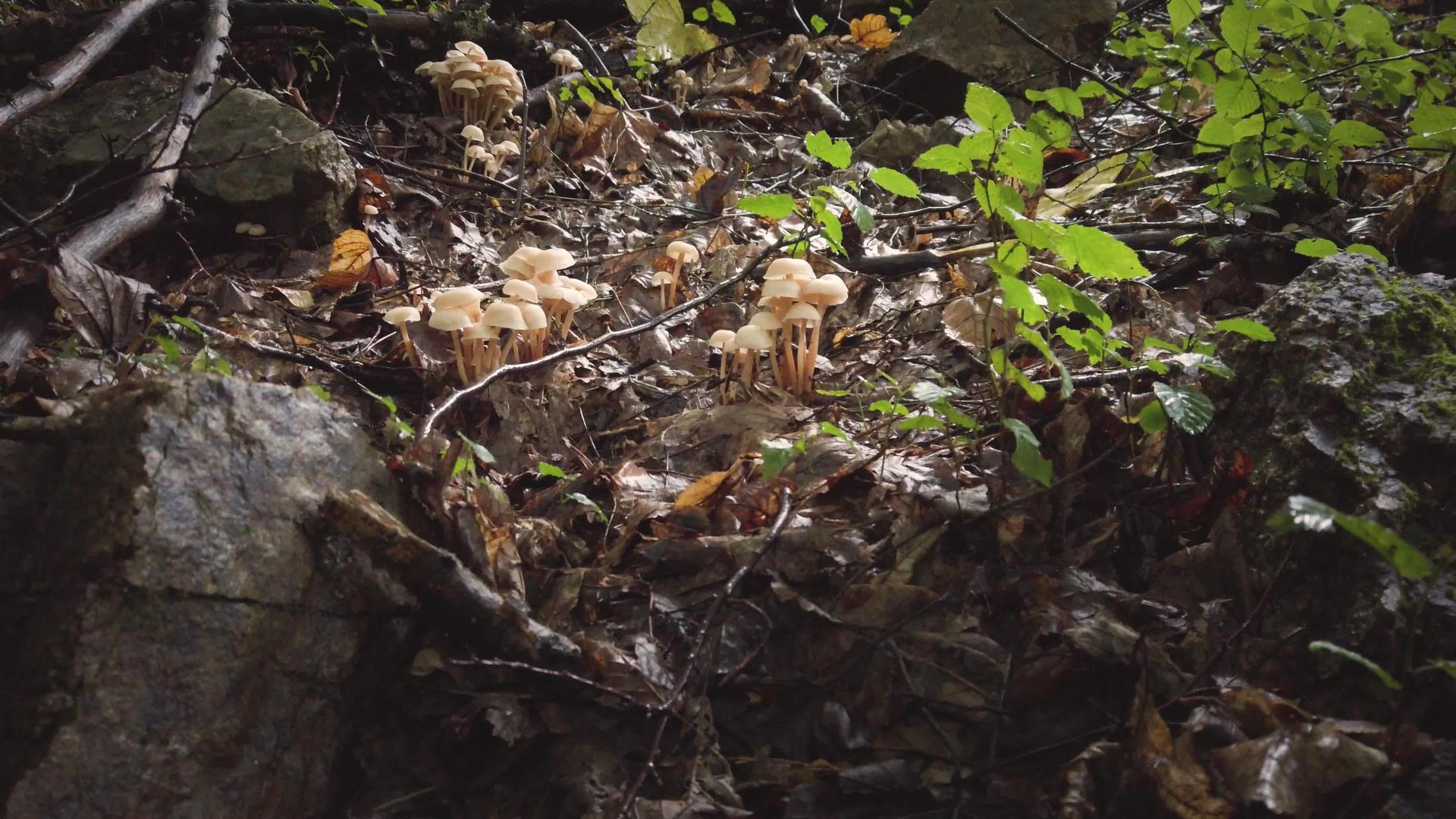 林中小蘑菇组视频的预览图