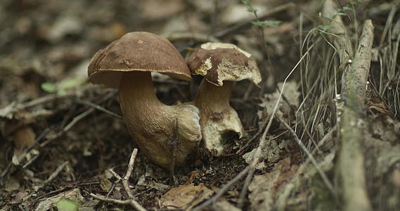 不同大小的蘑菇生长在地上被称为牛排猪肉和便面视频的预览图