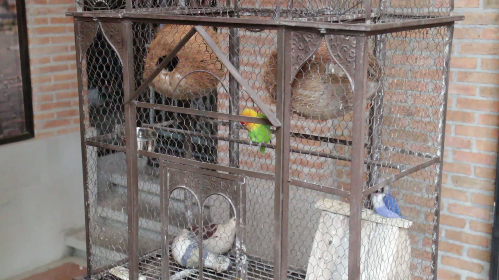 鸟笼里有小毛宠物视频的预览图