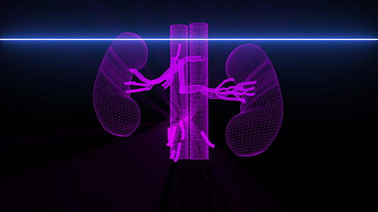 肾医学扫描有线框架动画视频的预览图