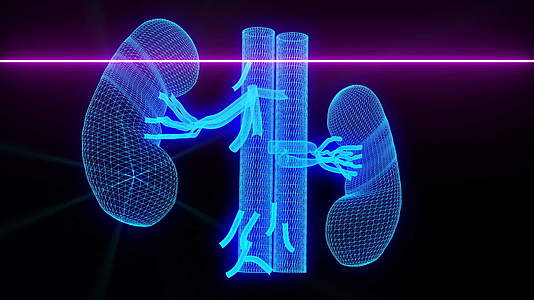 肾医学扫描有线框架动画视频的预览图