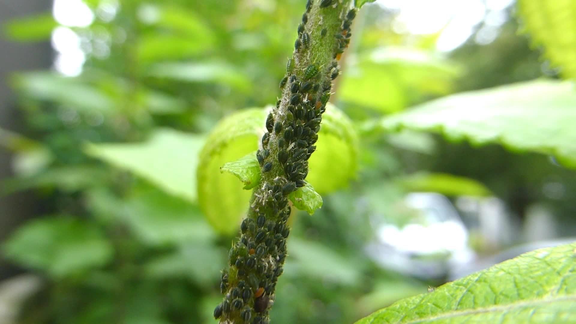 植物上的虱子和蚂蚁视频的预览图