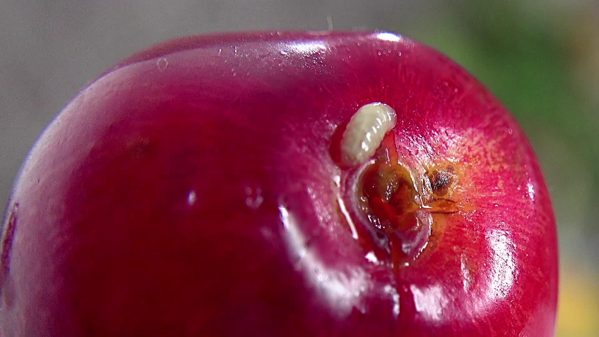 甜的成熟樱桃有虫子bokoh背景上特首视频的预览图