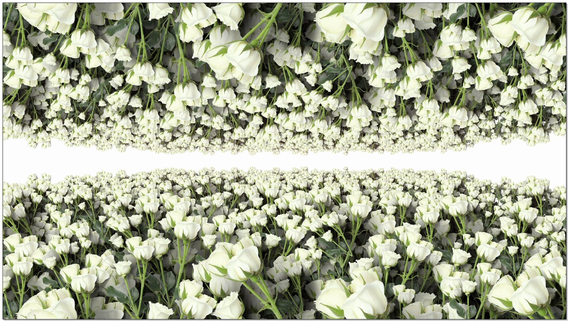 白玫瑰背景视频视频的预览图