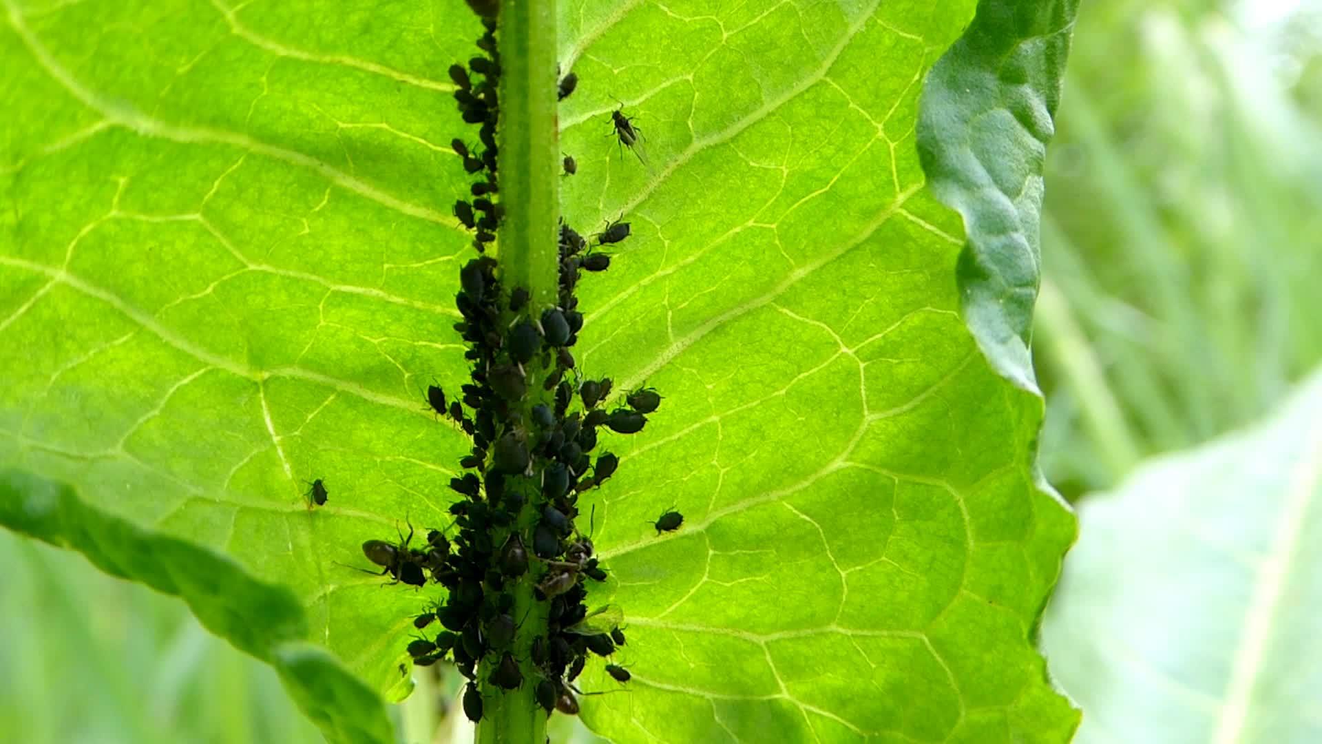 叶子上的黑色虱子和蚂蚁视频的预览图