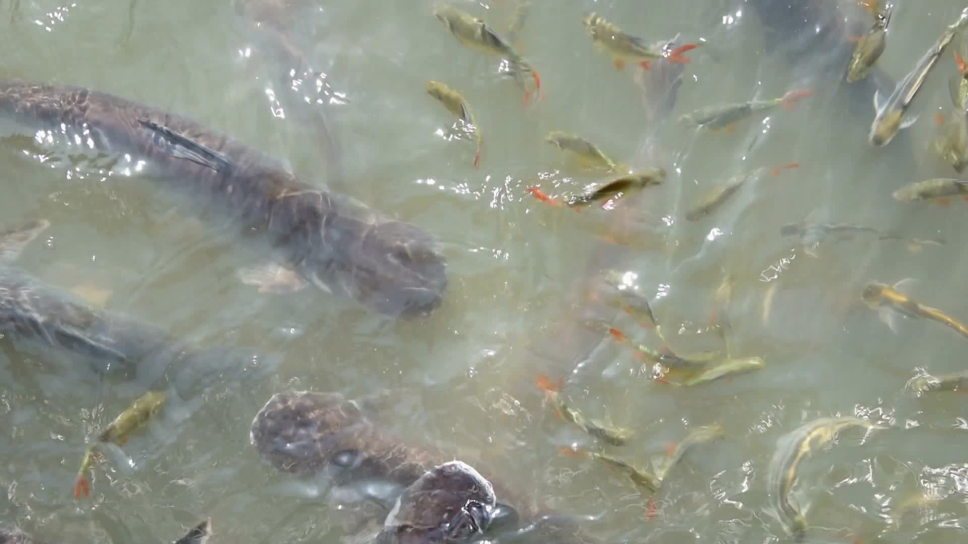 鱼类视频的预览图
