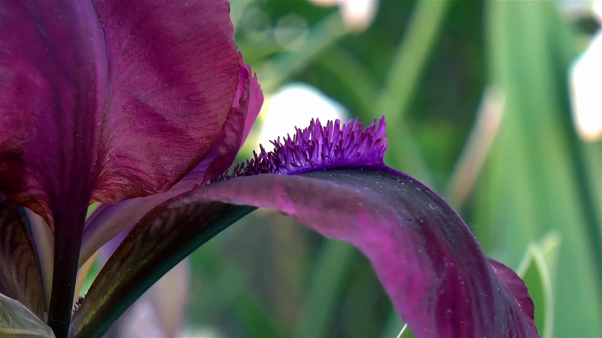 irispumila樱花园花朵视频的预览图