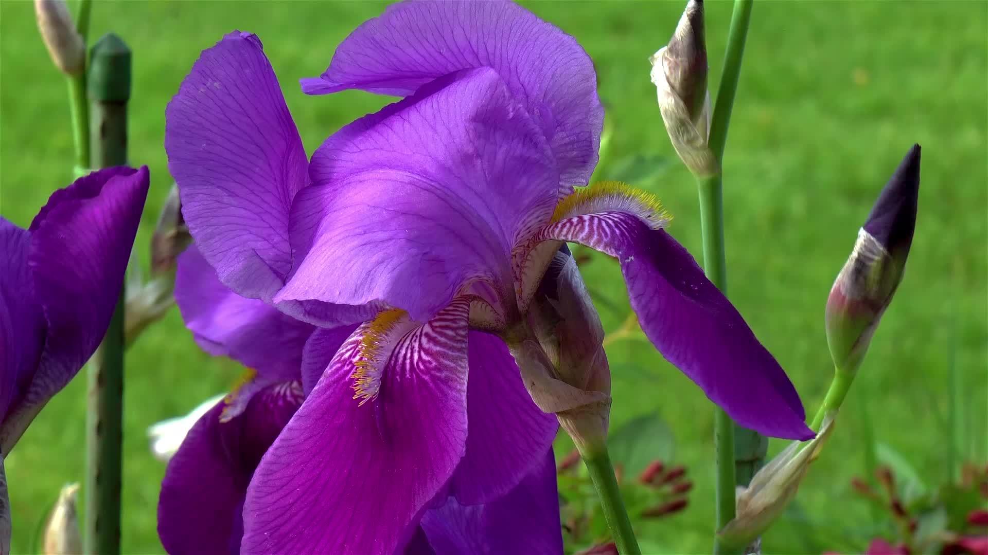仔细观察紫色长胡子的花朵特写和详细观察视频的预览图