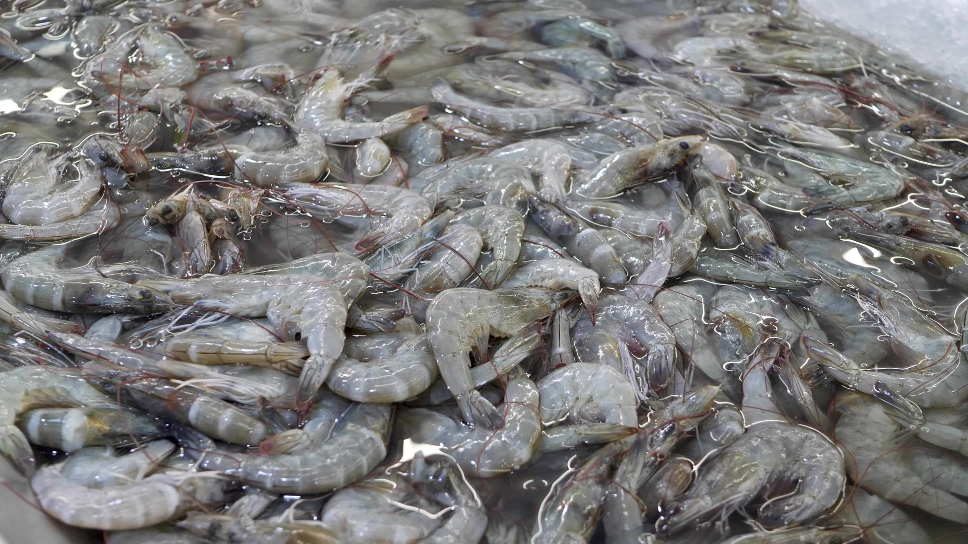 新鲜虾鲜虾在海鲜餐厅或鱼市餐盘上烹饪视频的预览图