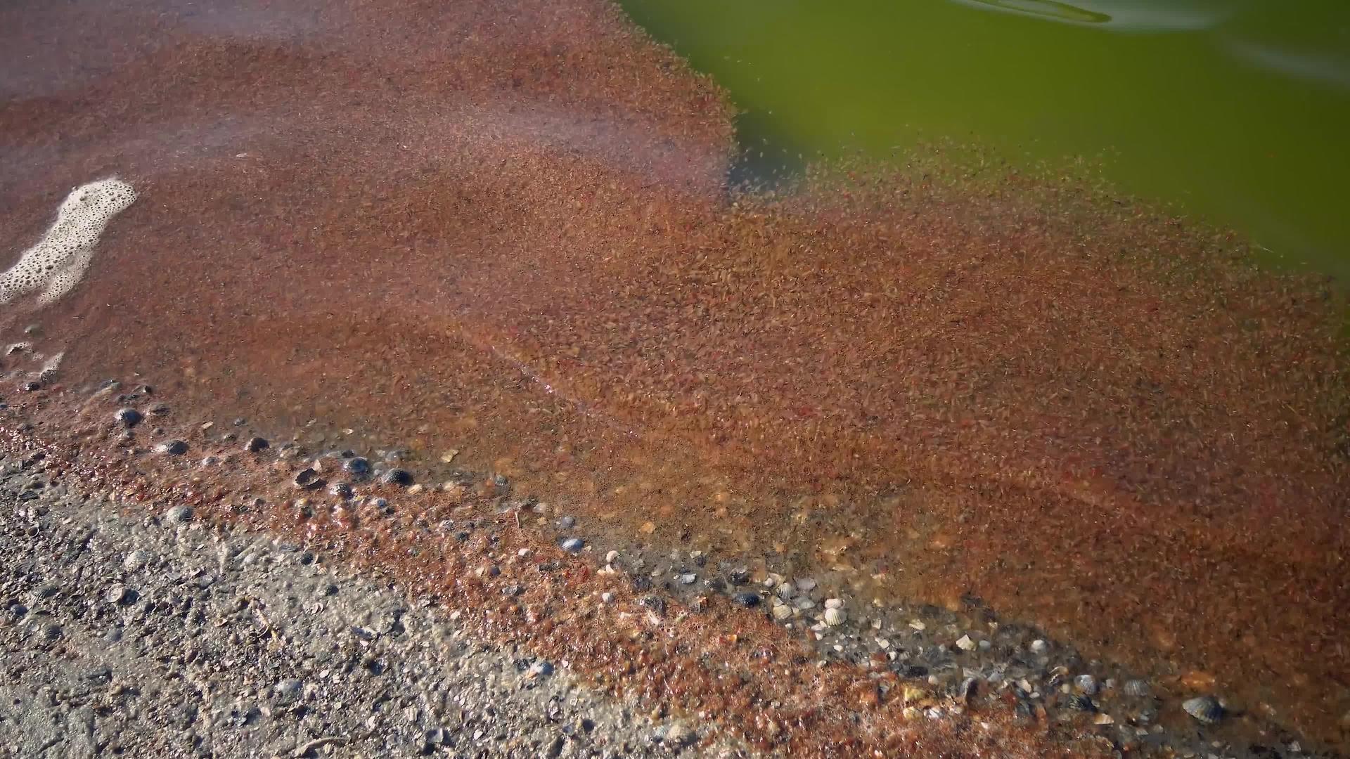 干燥的白色贫血虾靠近岸边的海浪视频的预览图