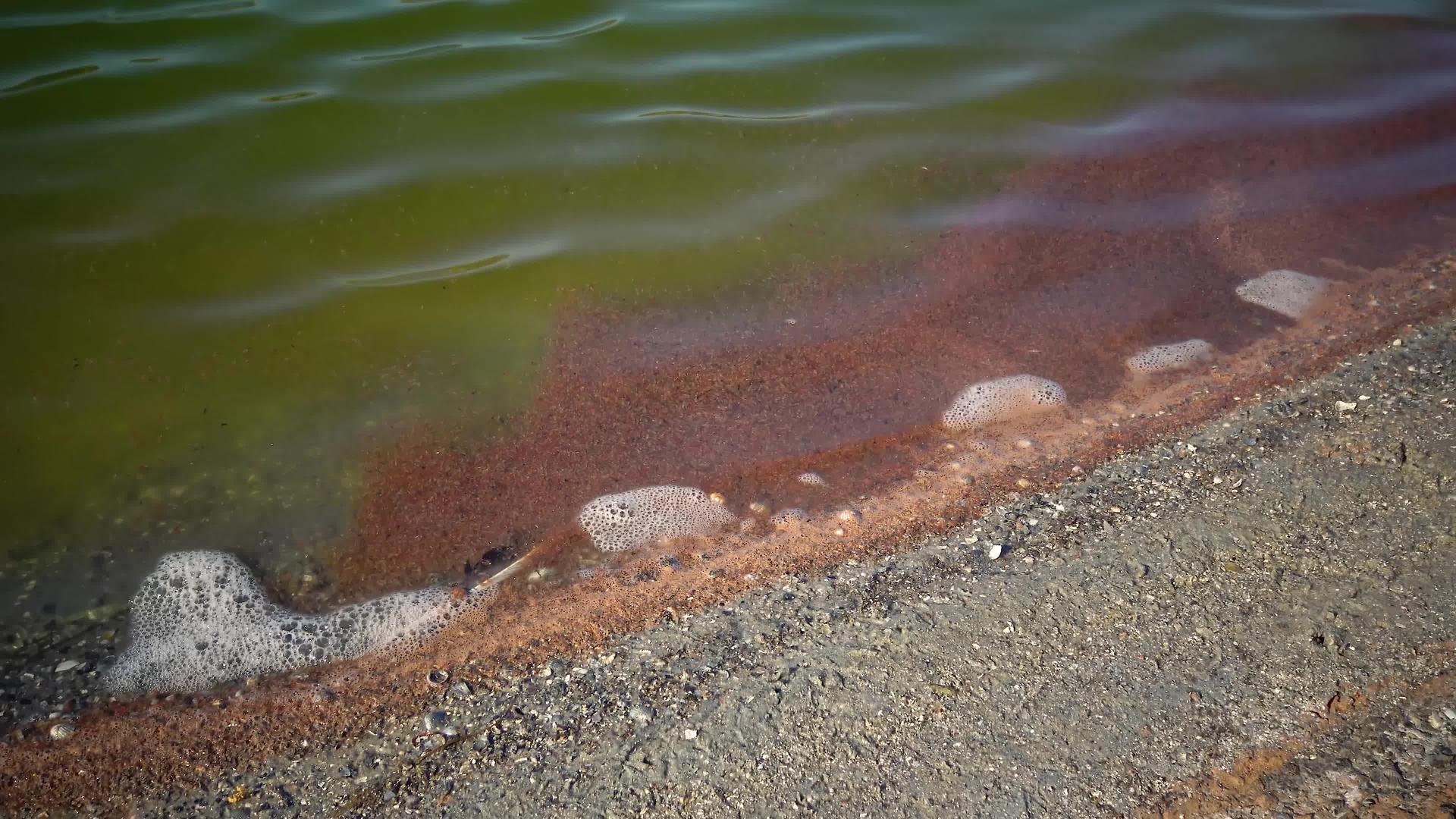 干燥的白色贫血虾靠近岸边的海浪视频的预览图
