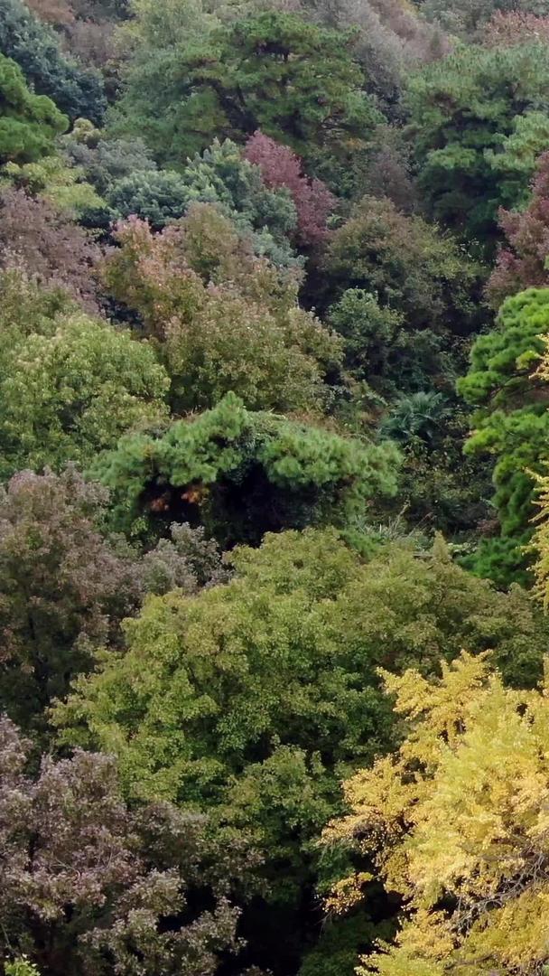 航拍南岳衡山千年银杏树视频的预览图
