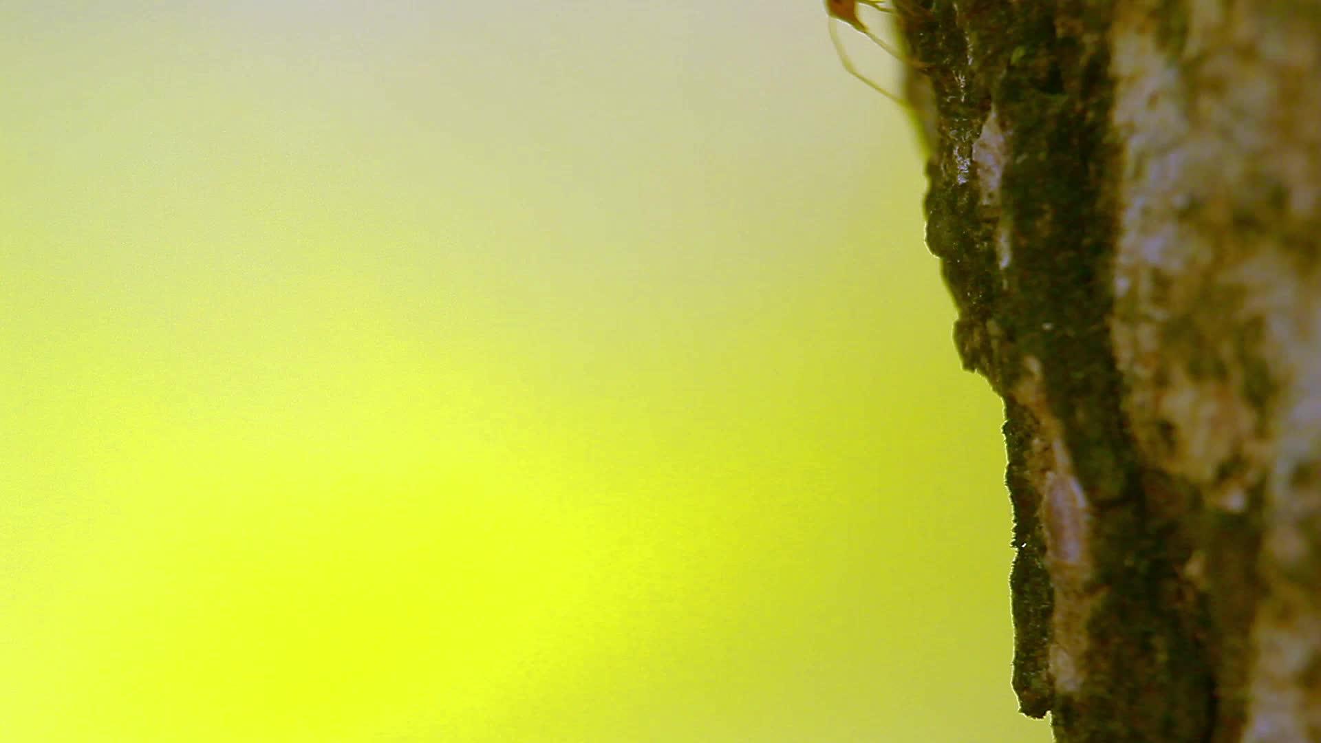 红蚁在巴迪亚国家公园视频的预览图