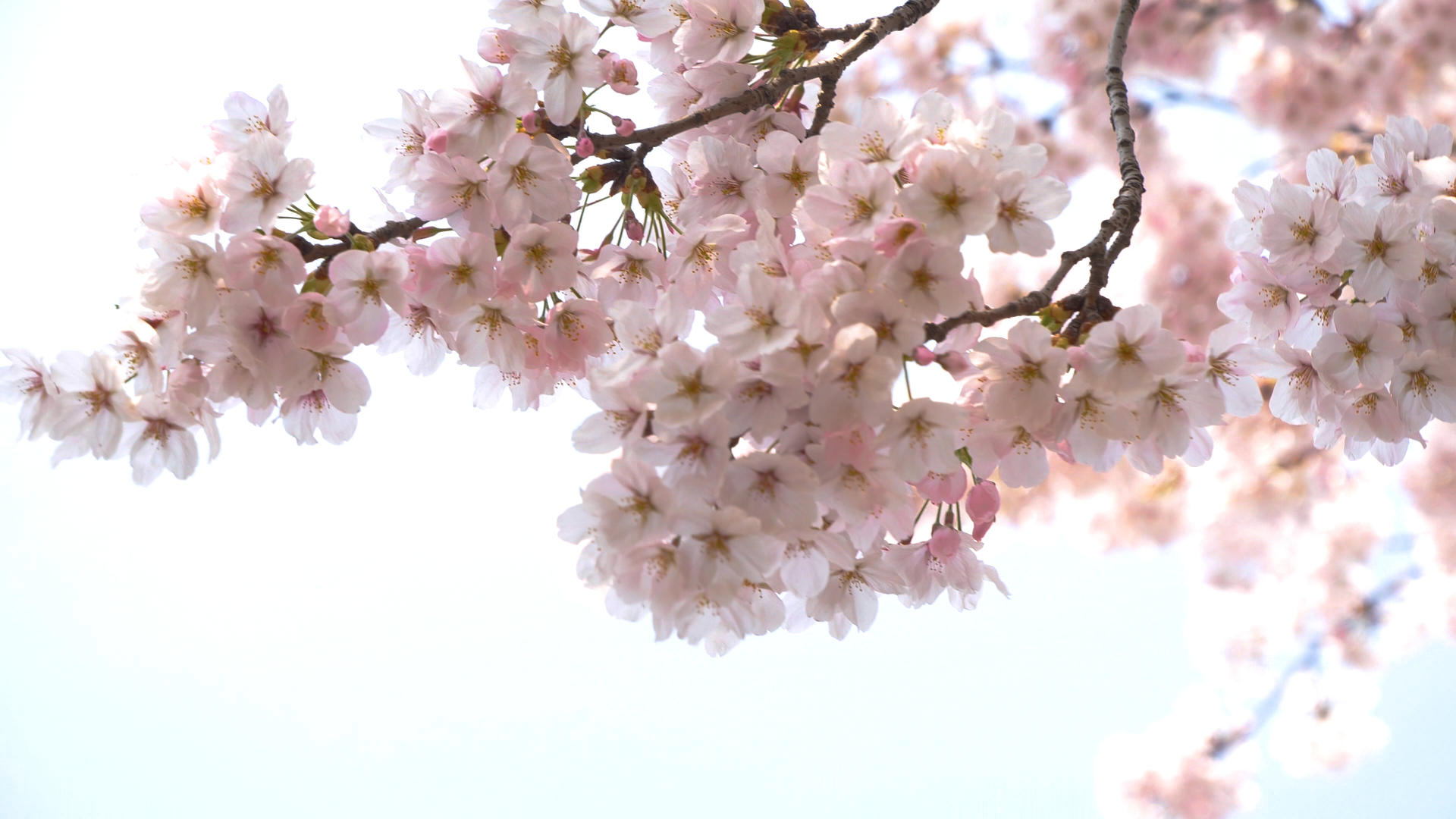 4k春天的樱花在风中摇曳视频的预览图