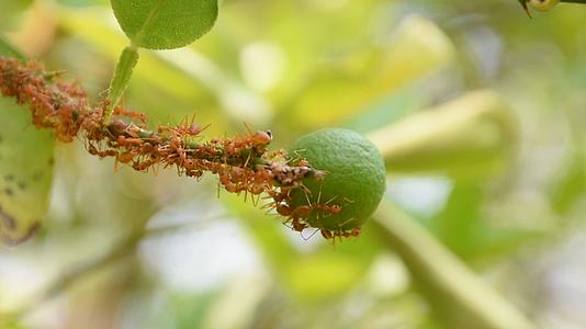走向柠檬水果的红蚁视频的预览图