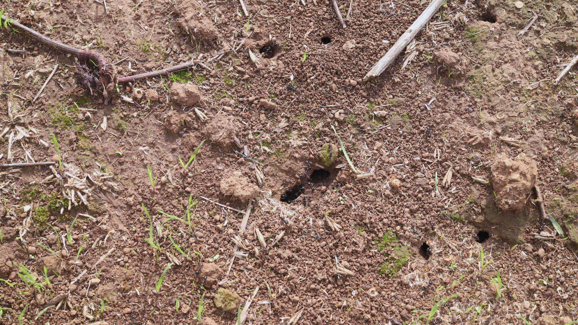 干地上的工作蚂蚁视频的预览图