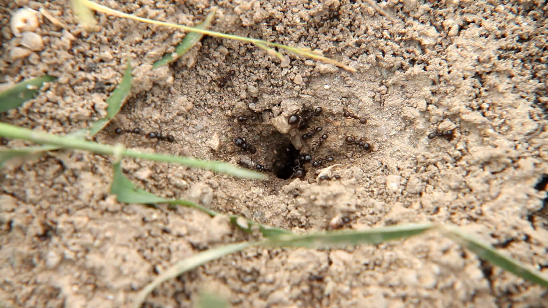 巢中的蚂蚁视频的预览图