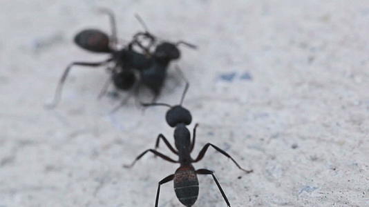 战斗中的蚂蚁交流2视频的预览图