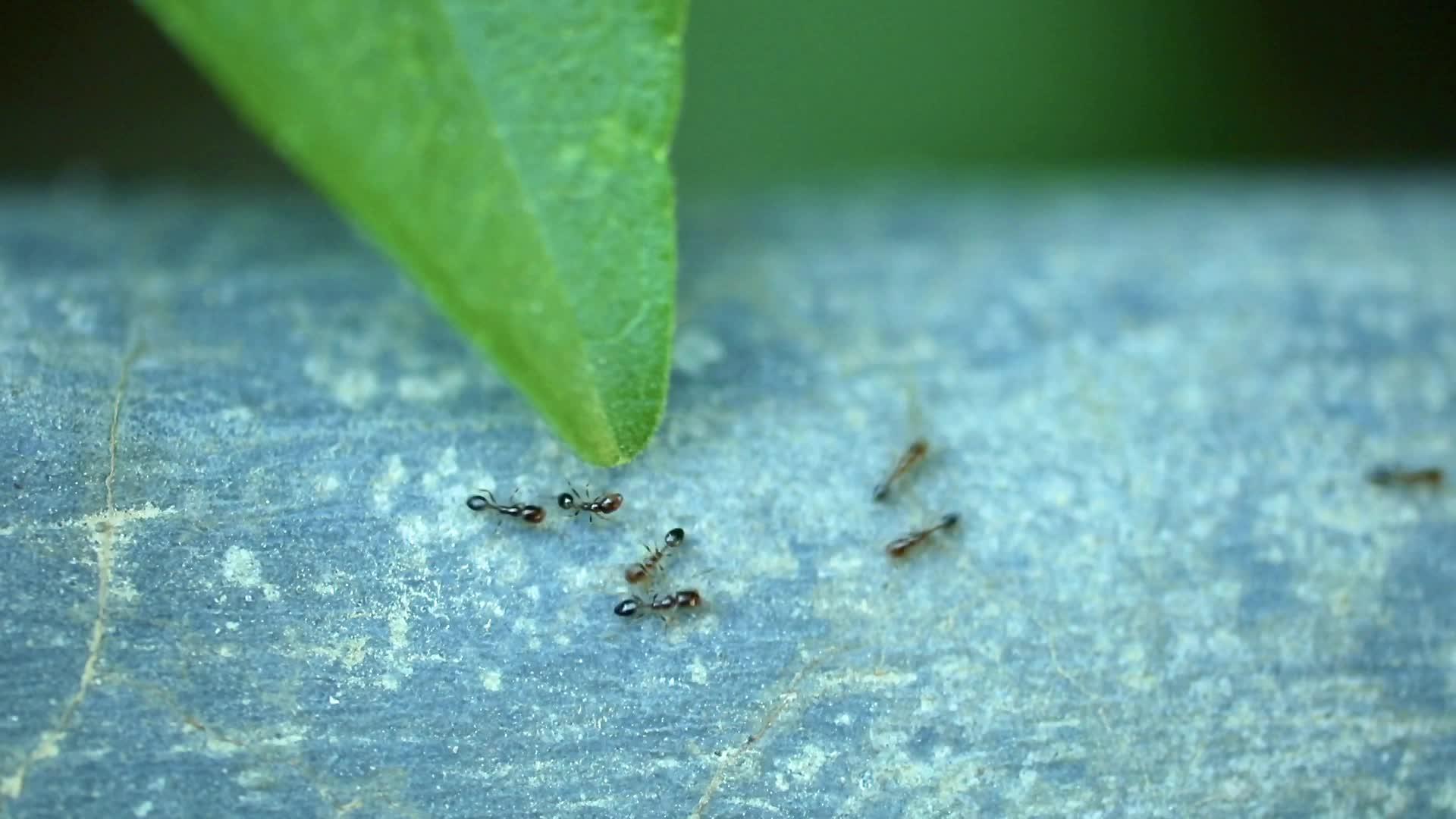 蚂蚁跑来跑去的昆虫碎片视频的预览图
