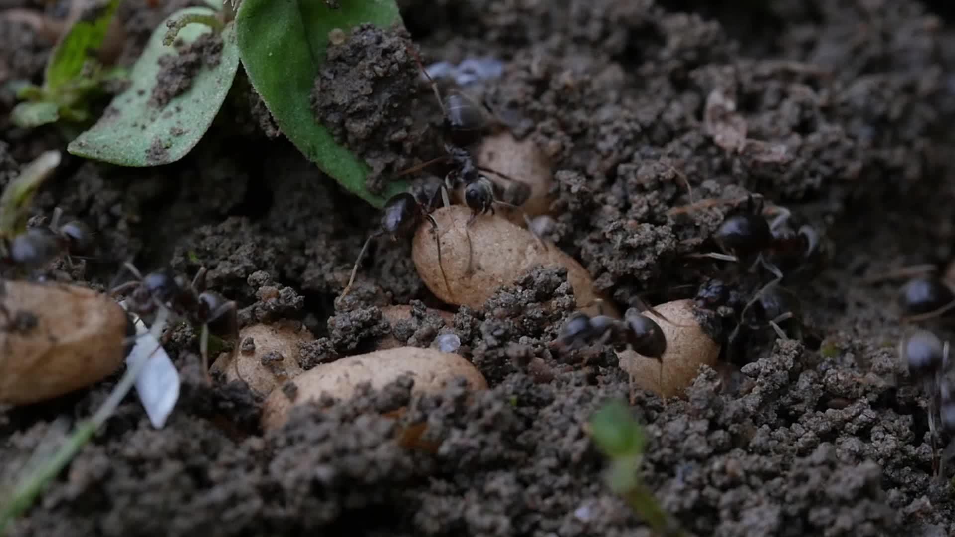 黑蚂蚁lisiusniger非常接近幼虫视频的预览图