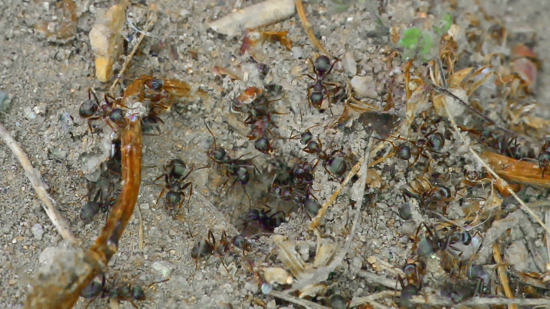 一群蚂蚁在地上密封视频的预览图