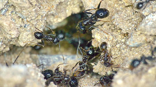 地面4k地上有一群蚂蚁视频的预览图