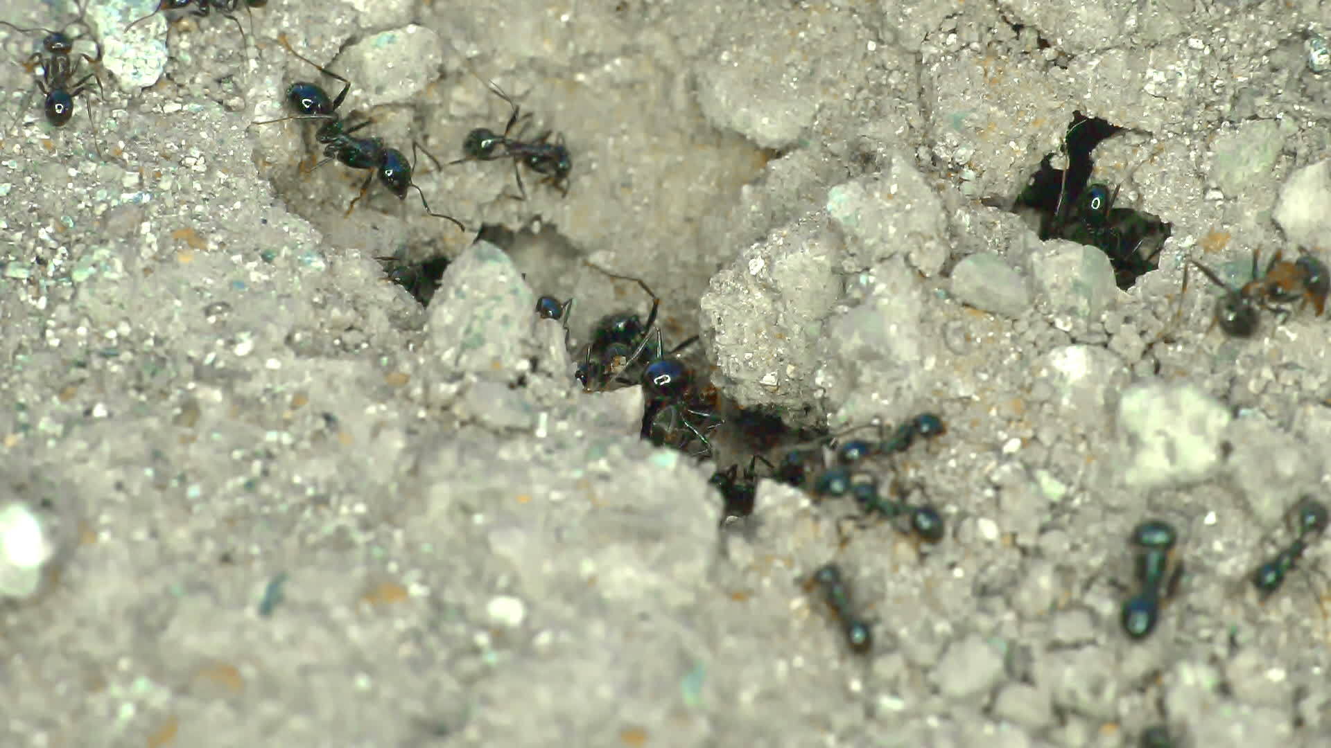 一群蚂蚁在地上密封视频的预览图