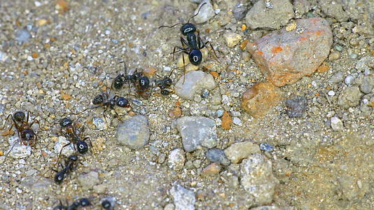 地面4k地上有一群蚂蚁视频的预览图