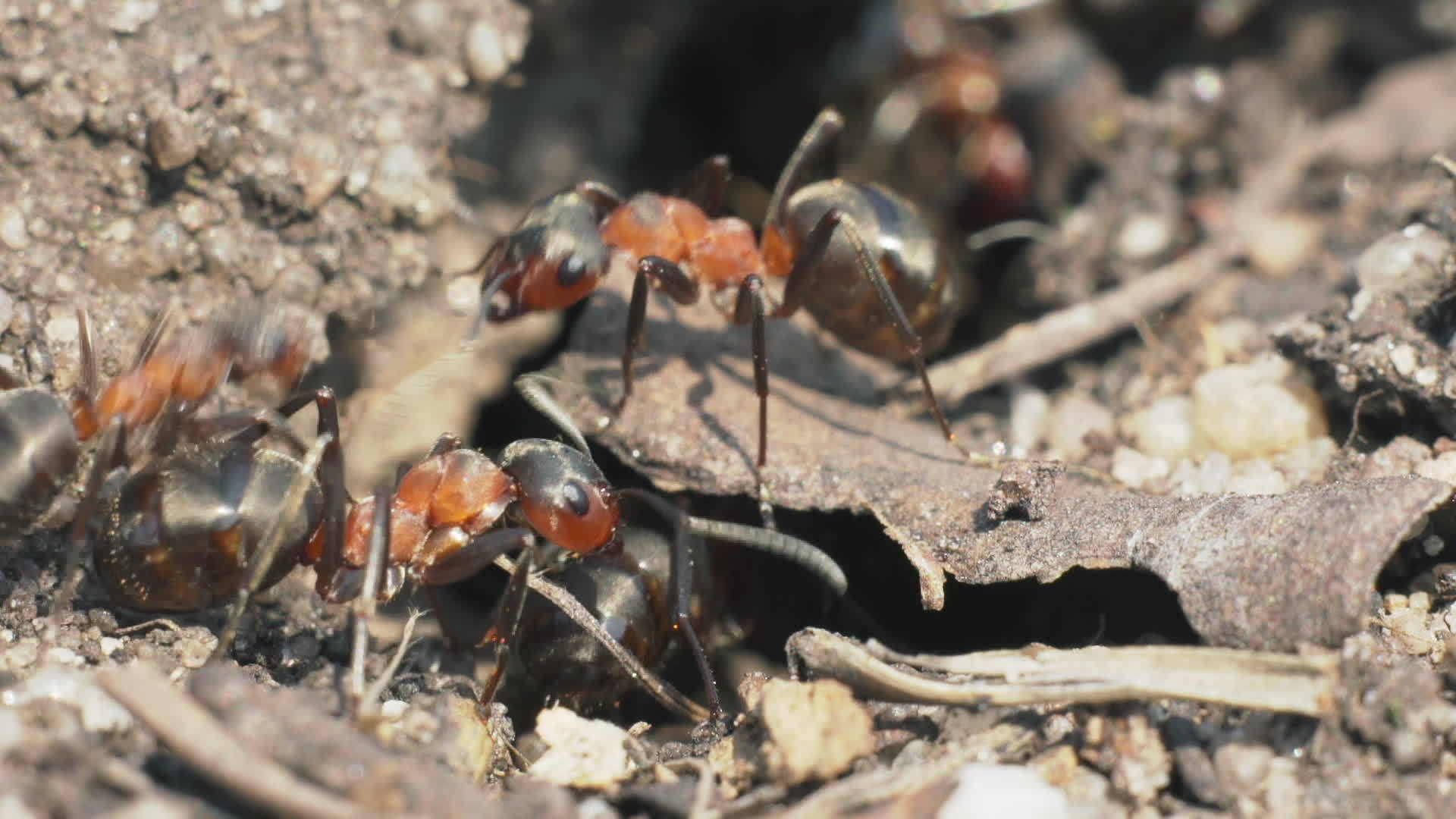 蚁山入口处的蚂蚁视频的预览图
