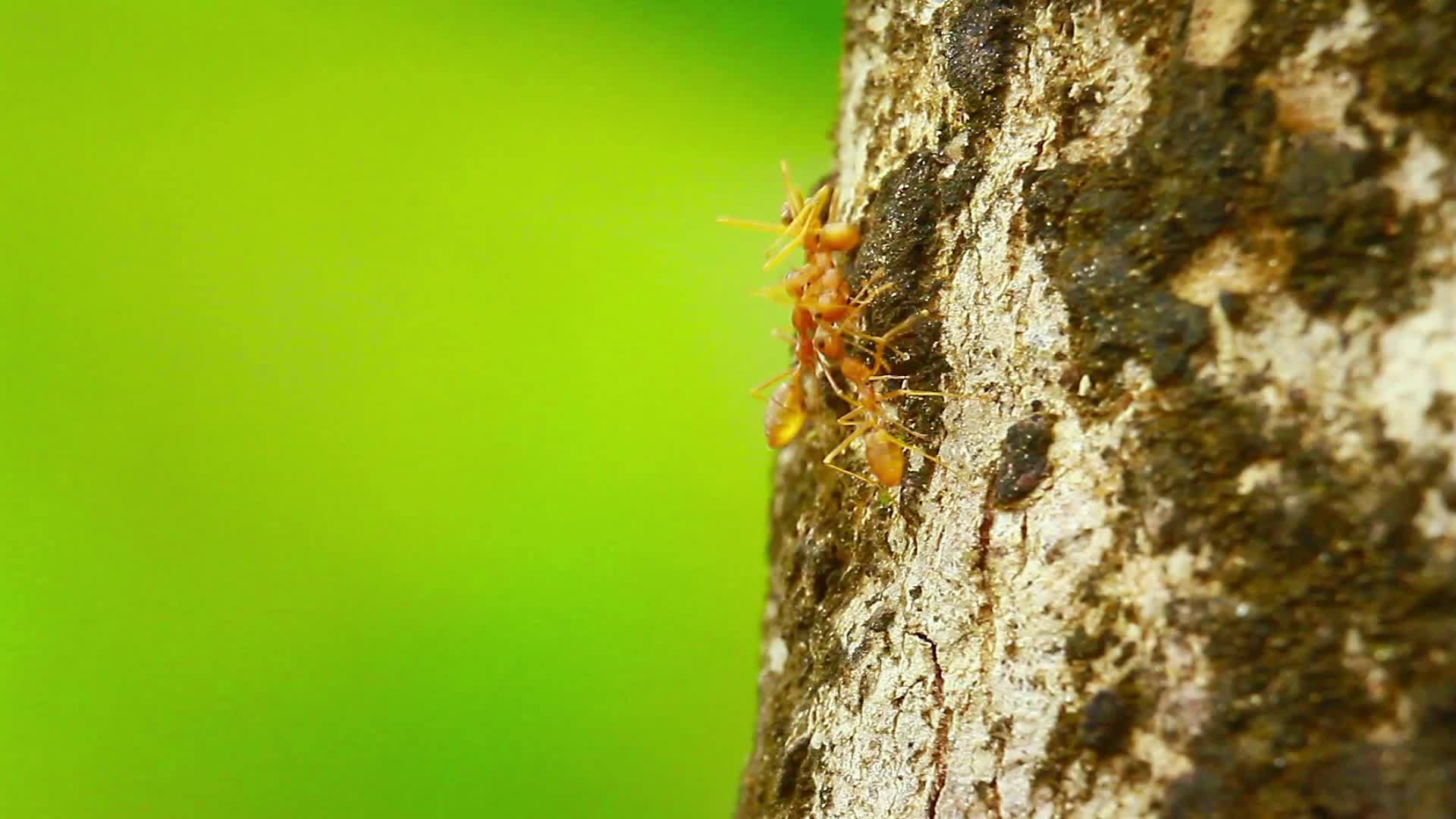 红蚁在巴迪亚国家公园视频的预览图