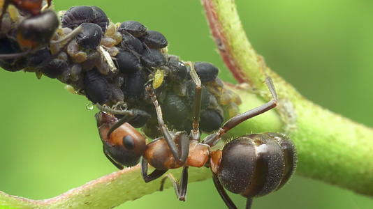 蚂蚁和昆虫之间的共生关系视频的预览图