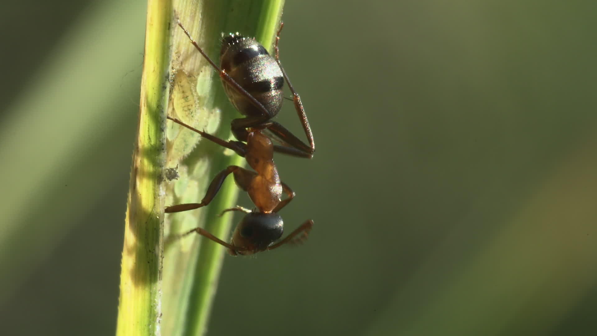 草地上的蚂蚁视频的预览图