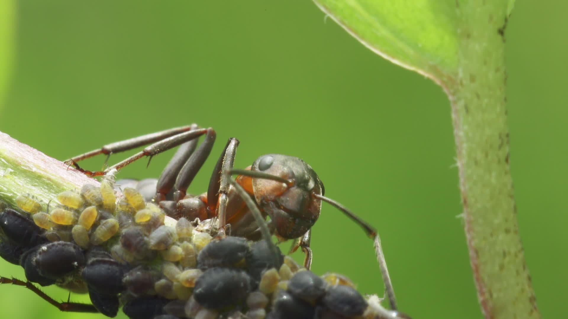 蚂蚁守卫着两栖视频的预览图