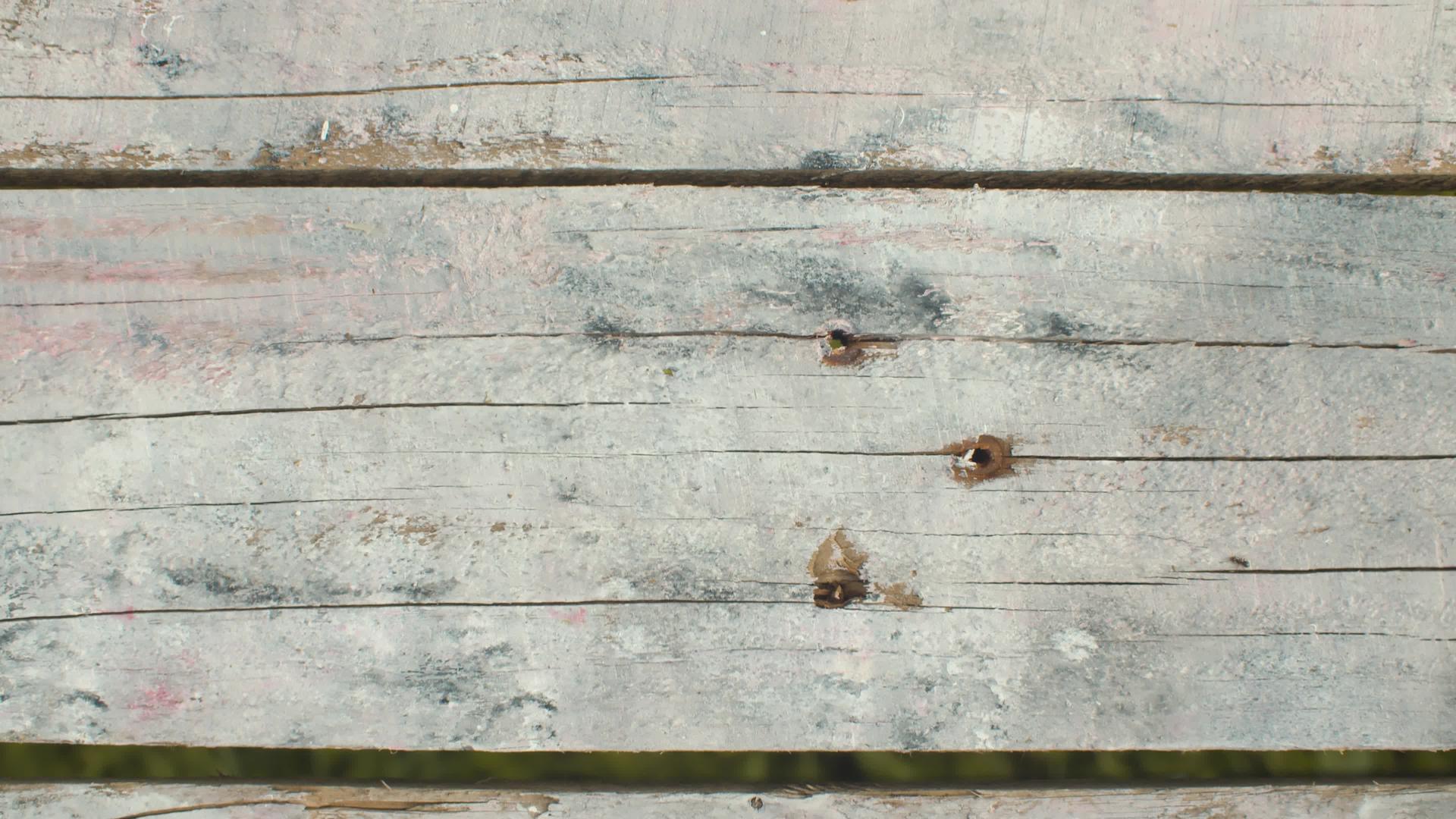 蚂蚁爬在旧木板上视频的预览图