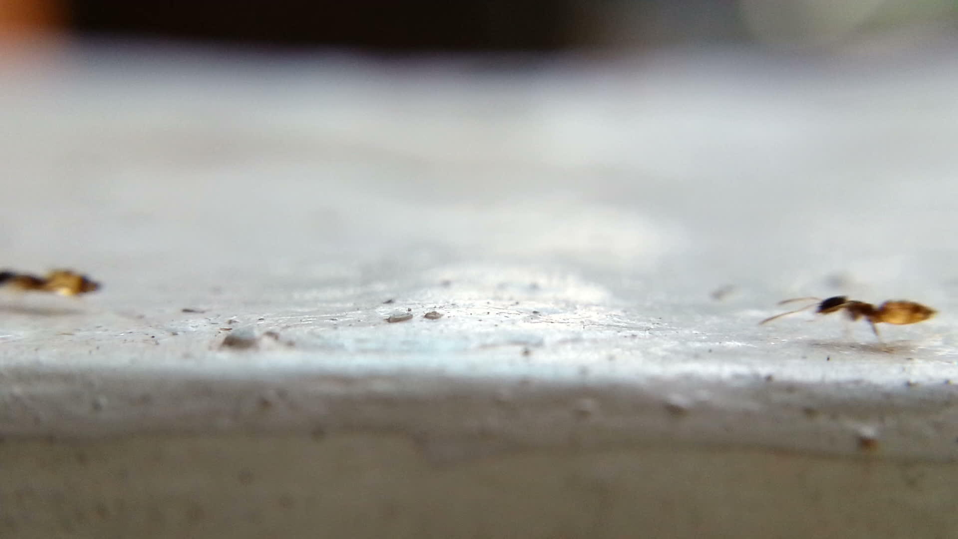 步行的蚂蚁视频的预览图
