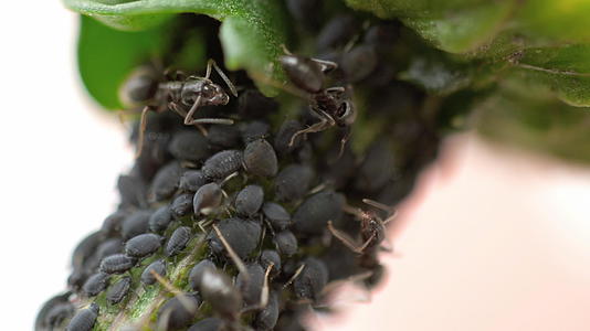 密封的蚂蚁和昆虫视频的预览图
