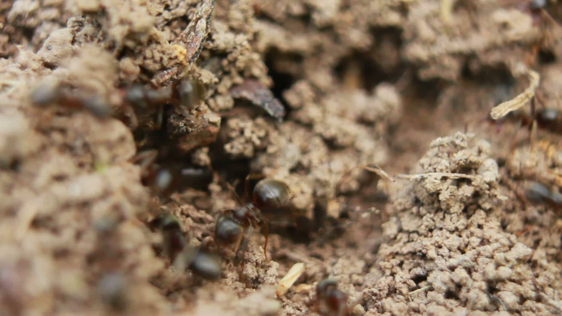 蚂蚁视频的预览图