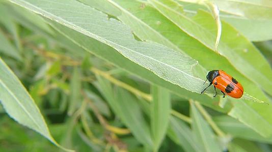 蚂蚁袋甲虫在德国的一片叶子上视频的预览图