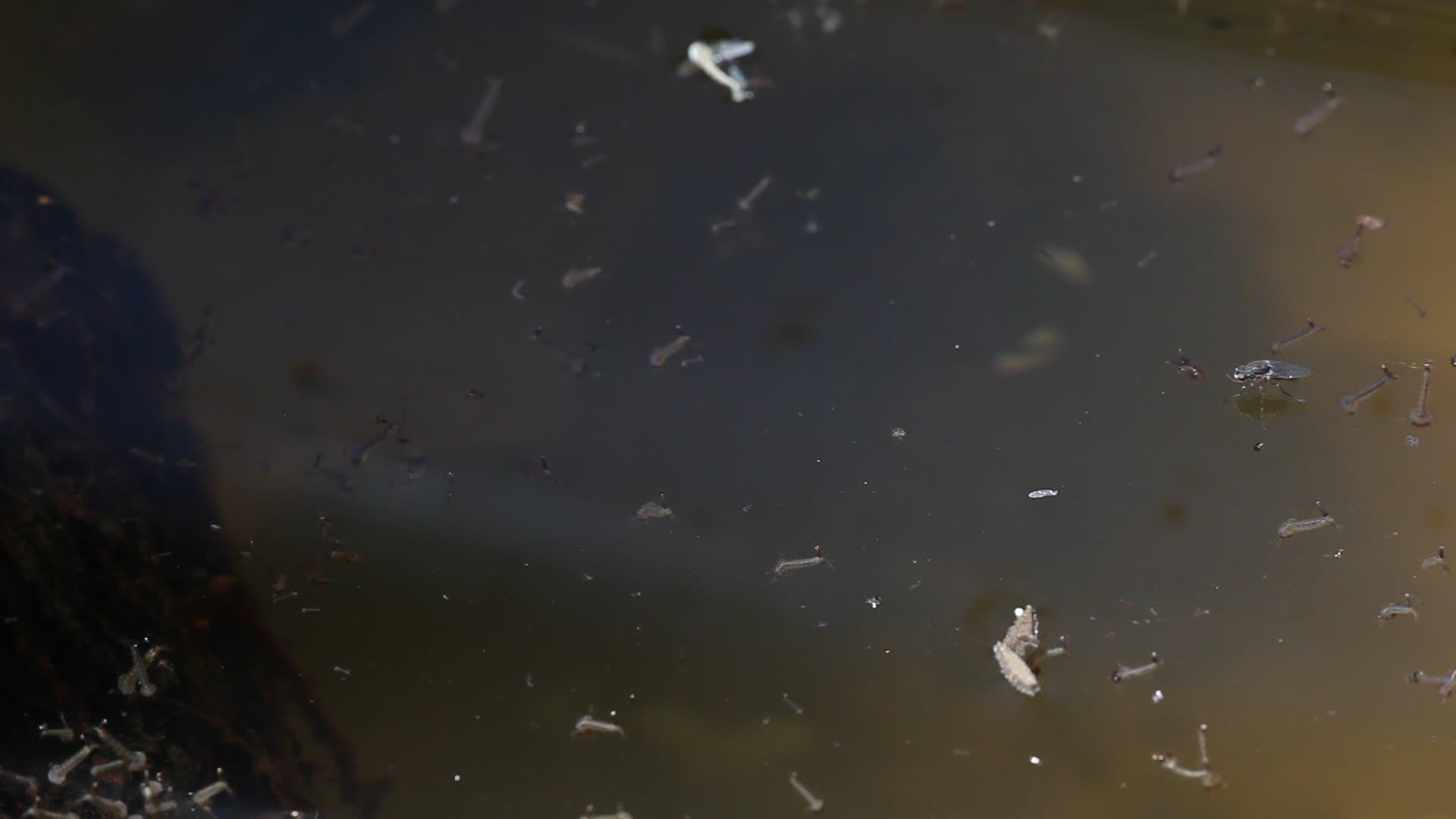 蚊子在静水中视频的预览图