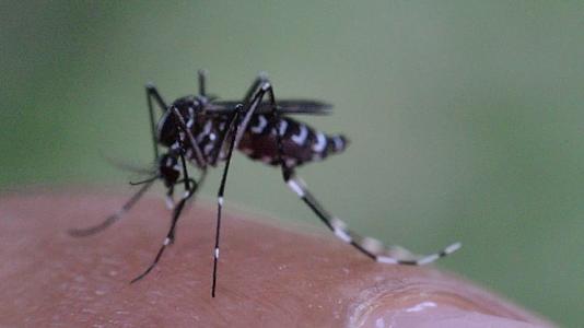 吸血的蚊子aedesAegypti视频的预览图