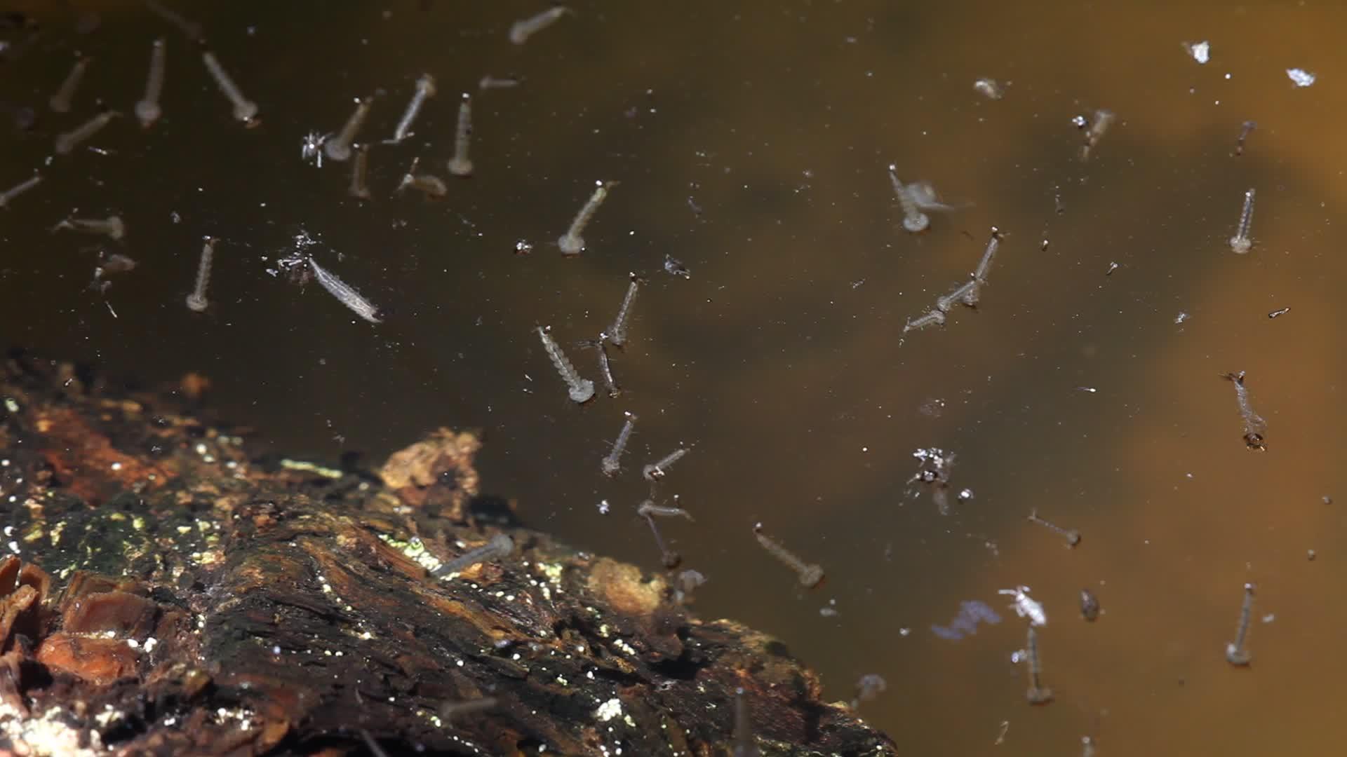 蚊子在静水中视频的预览图