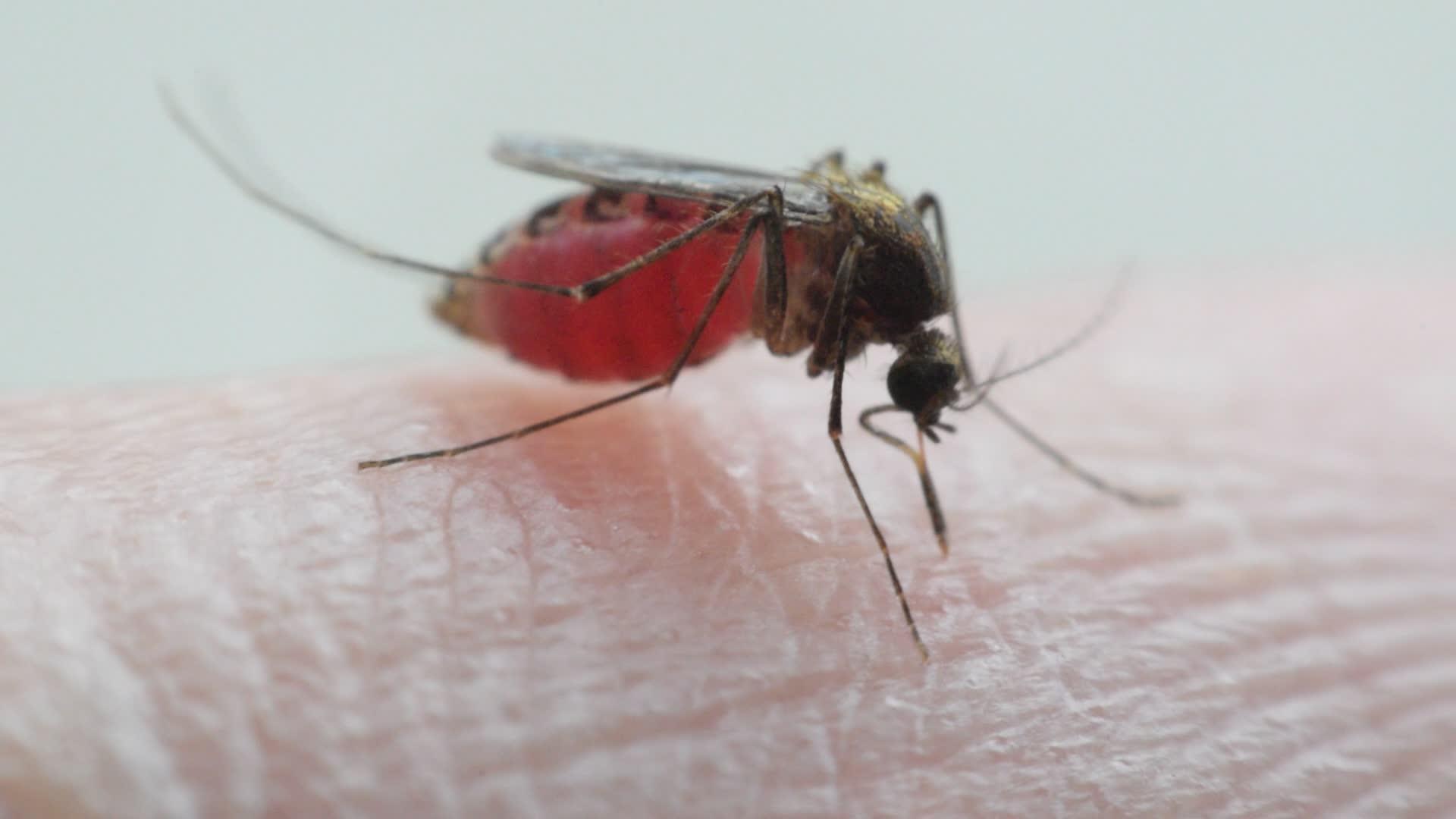 吸血的蚊子aedesAegypti视频的预览图