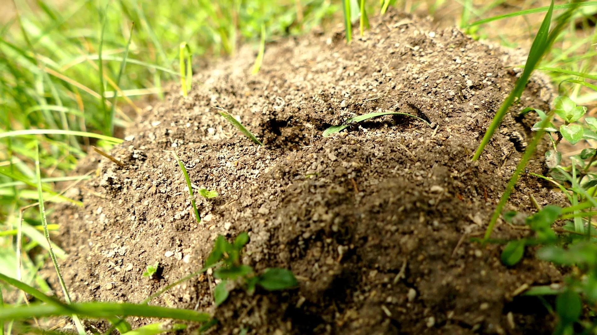 山上黑蚂蚁视频的预览图