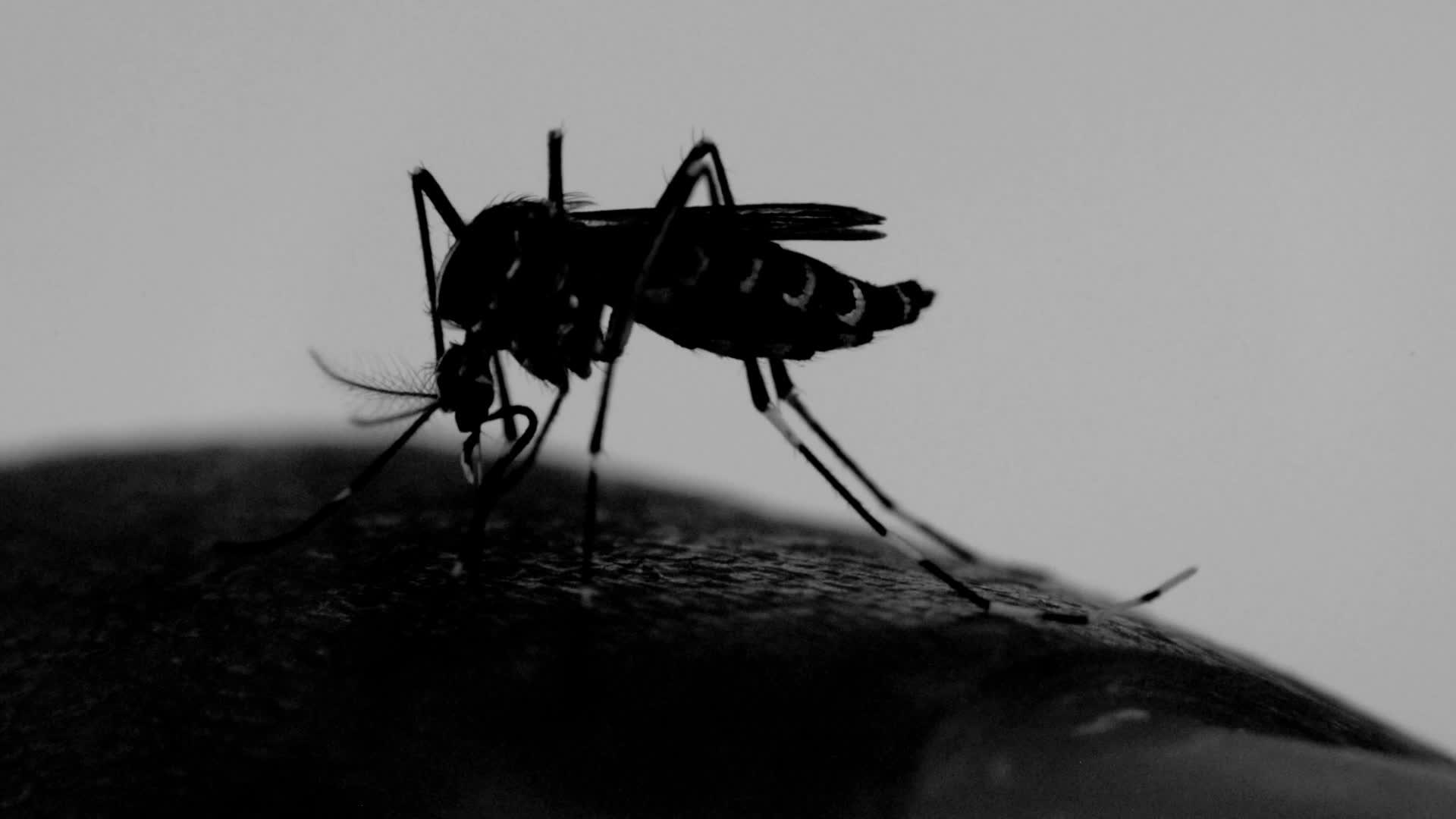 吸血光影风格的蚊子aedesAegypti视频的预览图