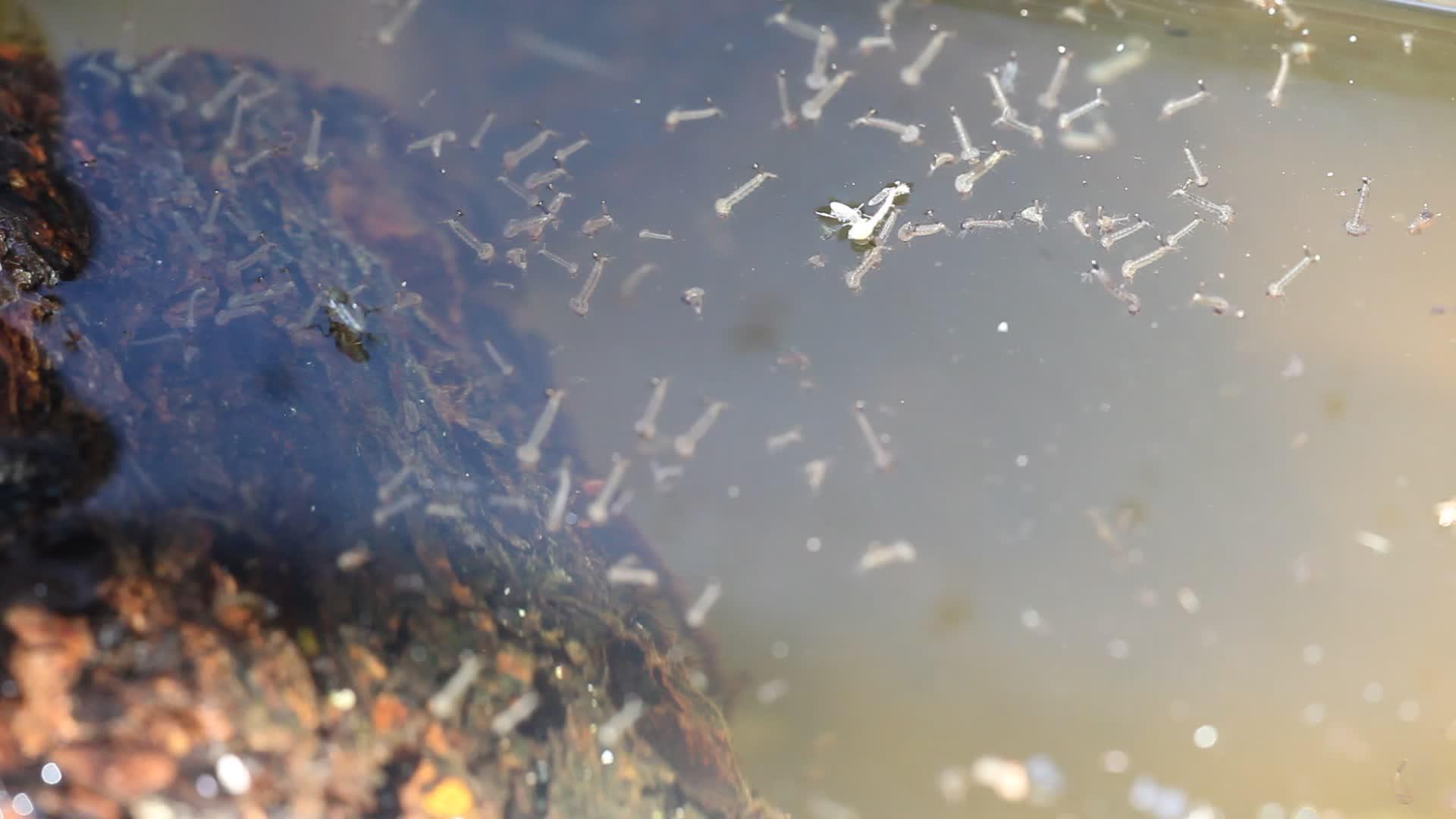 蚊子幼虫在水中视频的预览图