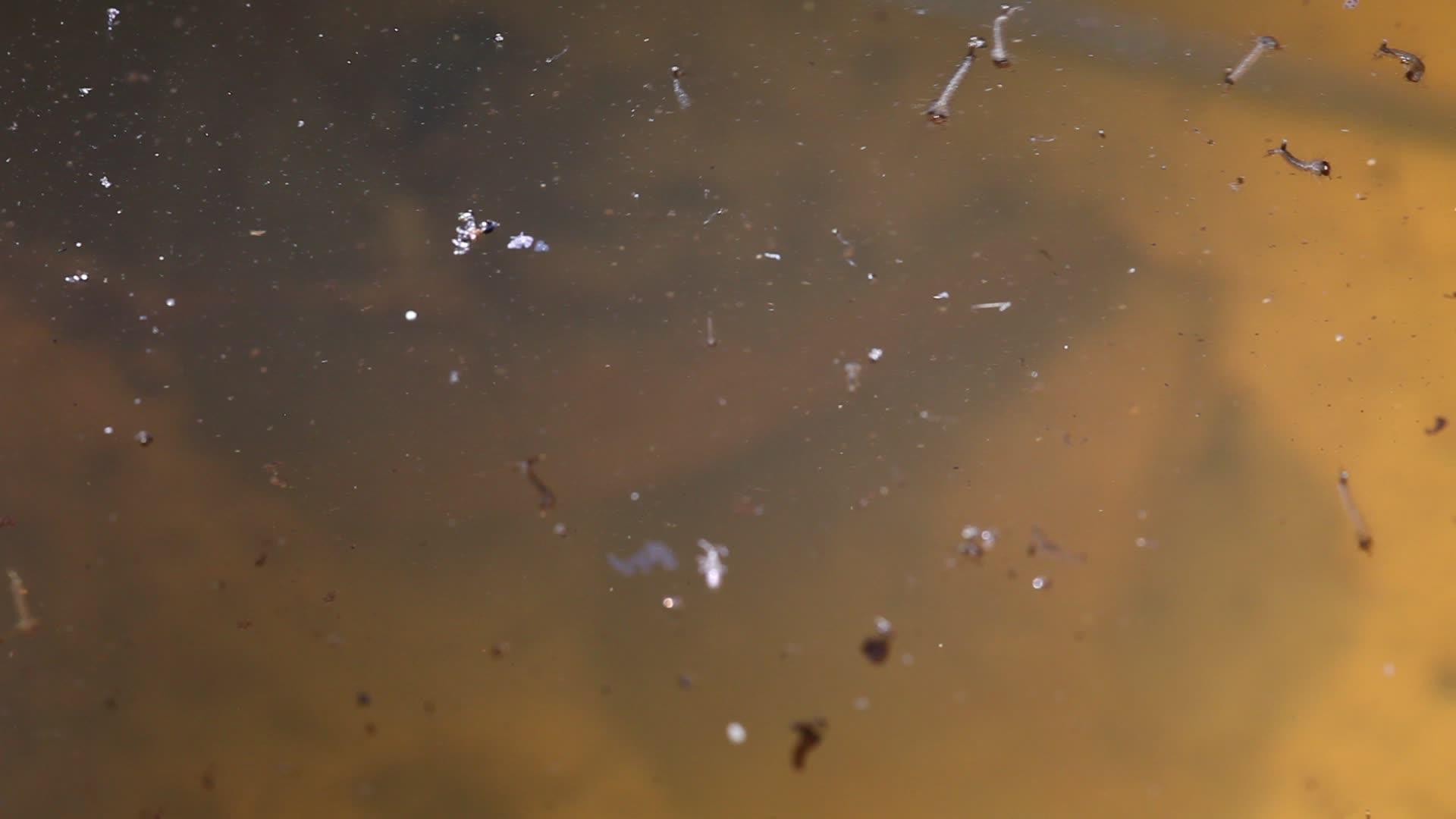蚊子幼虫在水中游泳视频的预览图