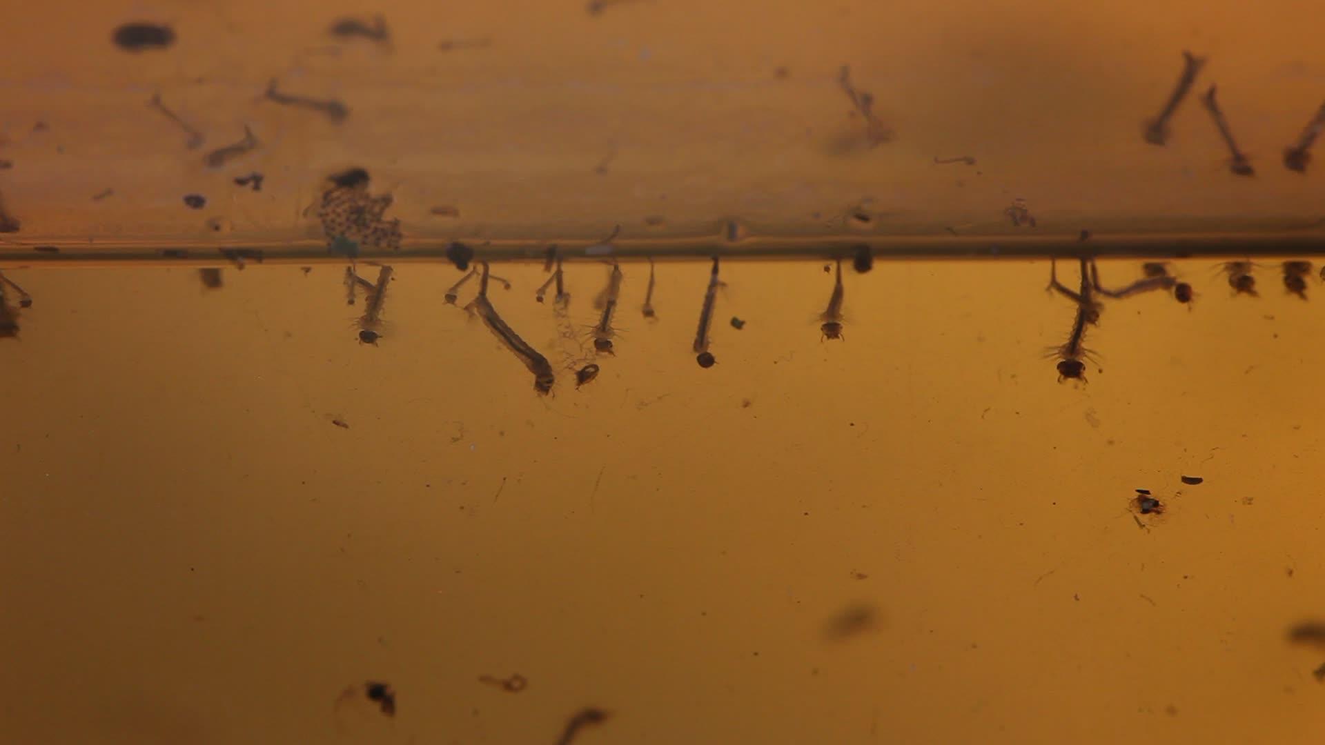 水中蚊子幼虫的大型视频视频的预览图